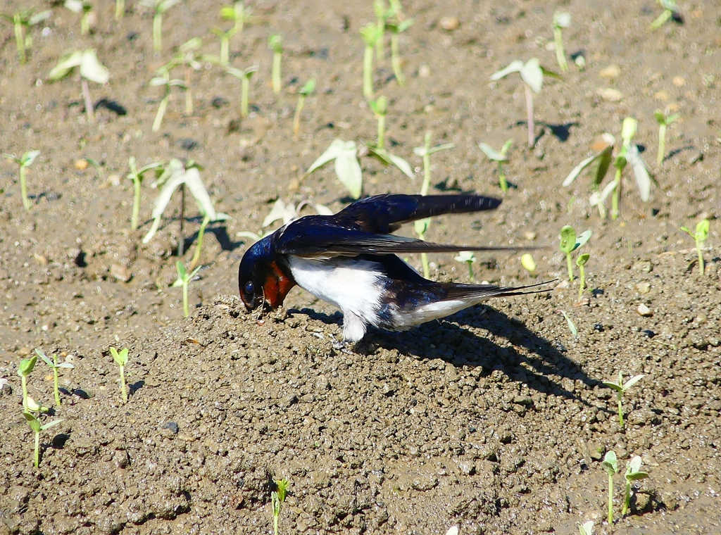 P4160328：巣材を運ぶツバメ_R