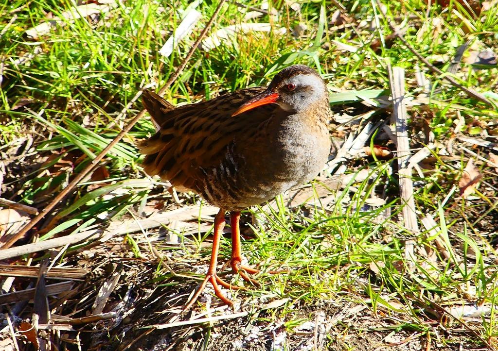 P1730032：クイナ_R