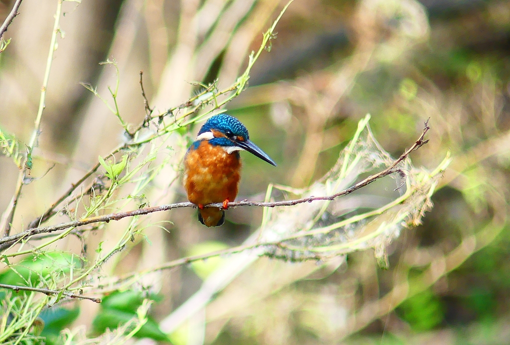 P4320121：カワセミ（オス）_R