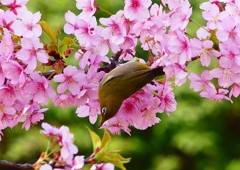 P1890685：河津桜にメジロ_R