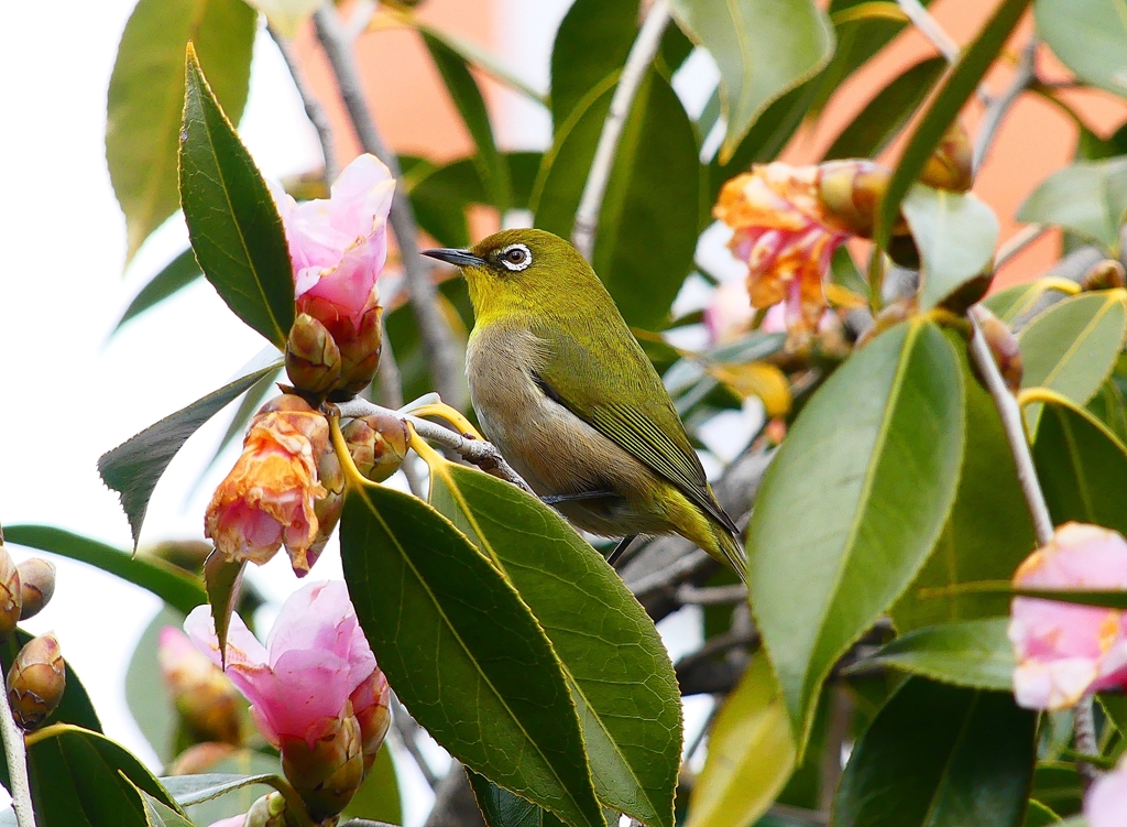 P4700862：メジロ_R