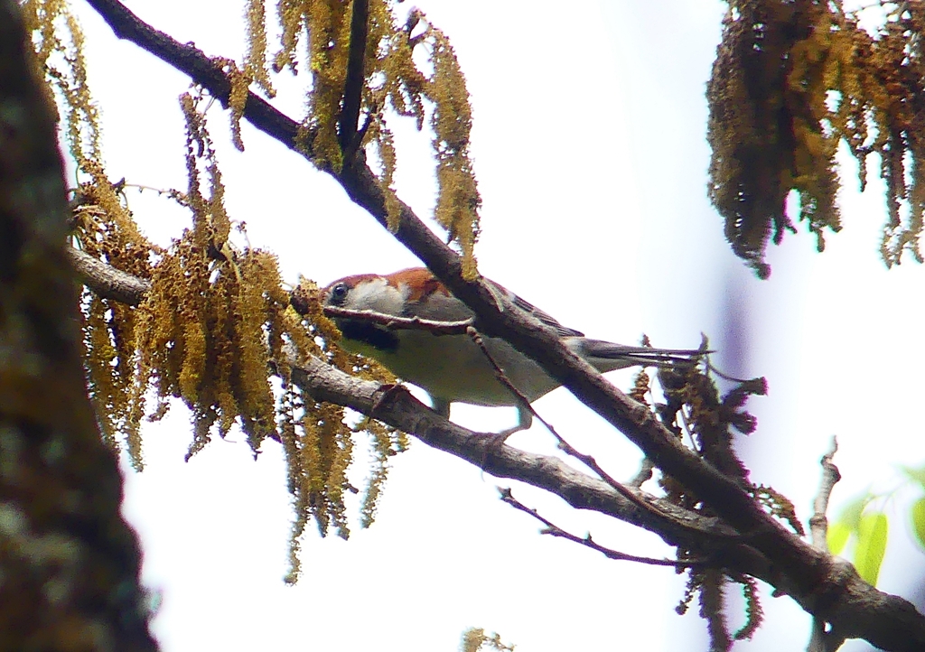 P1930630：ニュウナイスズメ_R