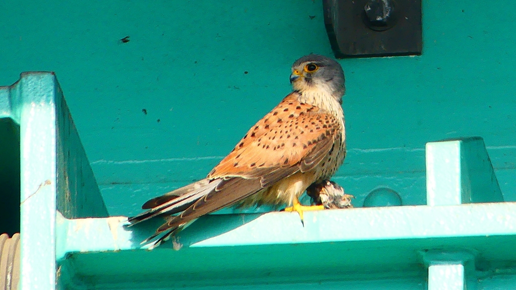 P1980732：チョウゲンボウ-05_R