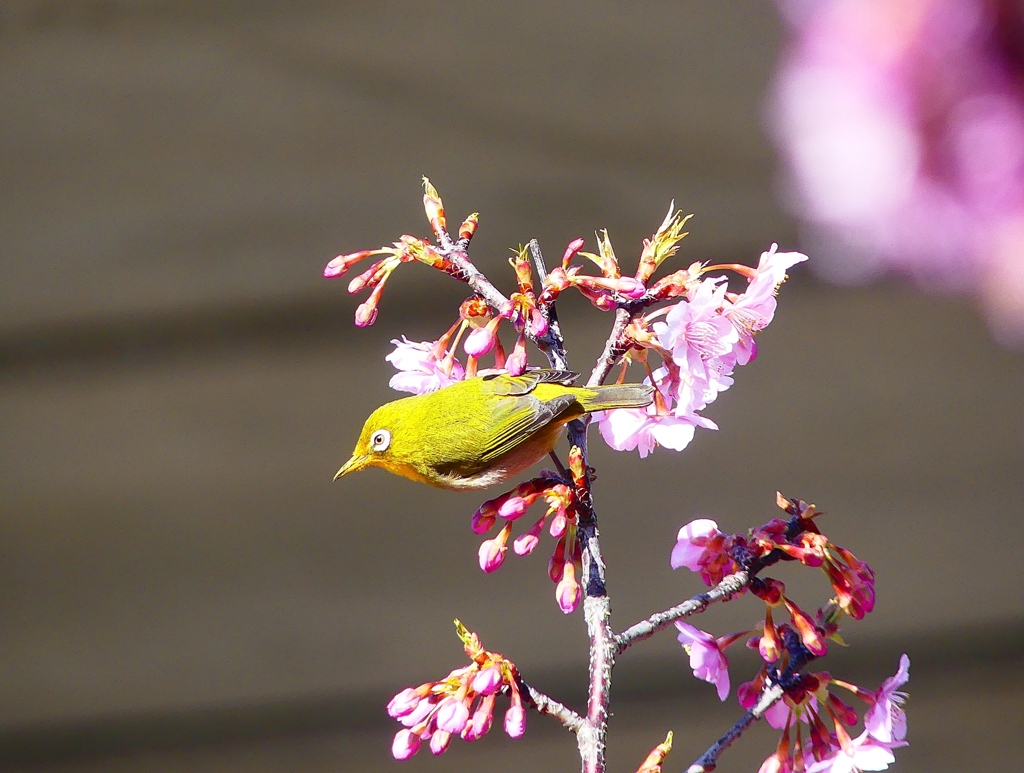 P4780115：メジロ＜河津桜＞_R
