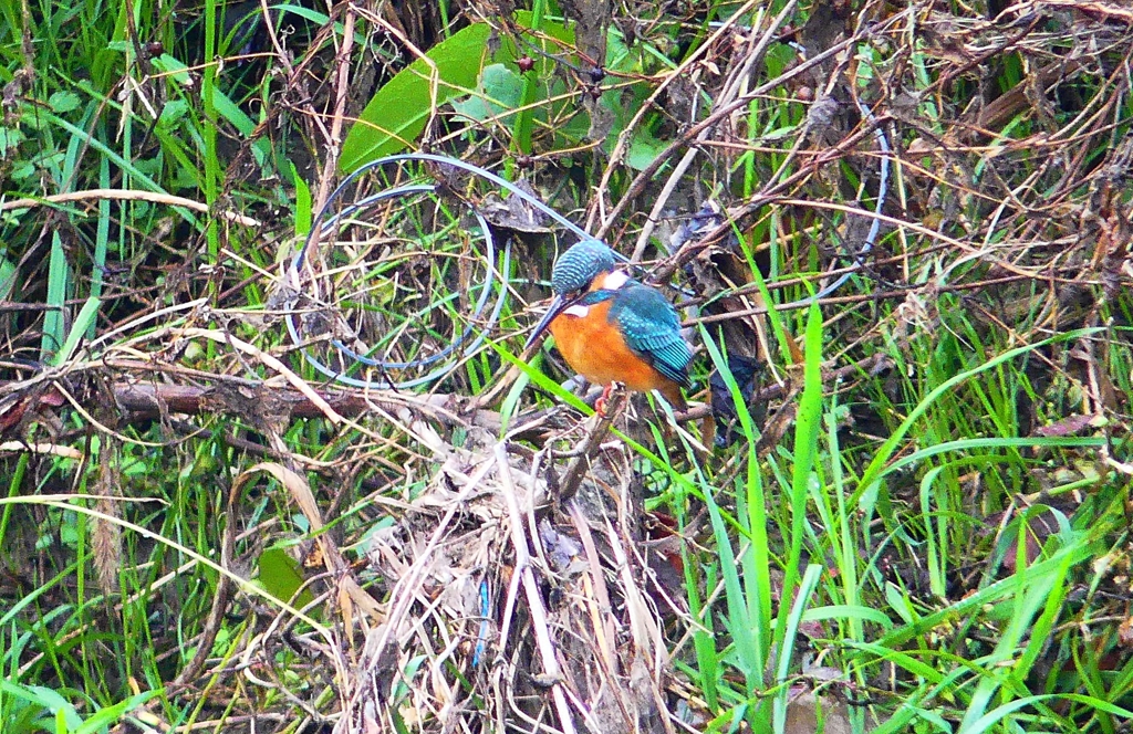 P4560708：カワセミ_R