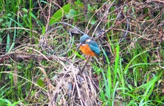 P4560708：カワセミ_R