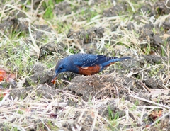 P3730444：イソヒヨドリ（オス）_R