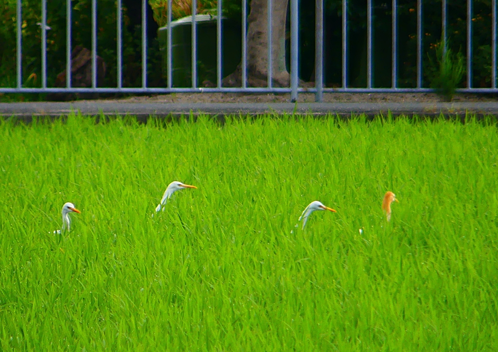 P1050874：アマサギ_R