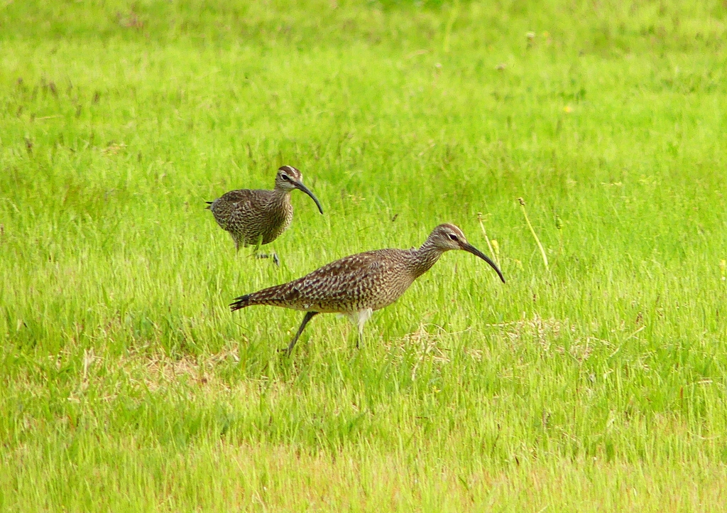 P1990518：チュウシャクシギ_R