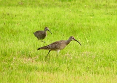 P1990518：チュウシャクシギ_R