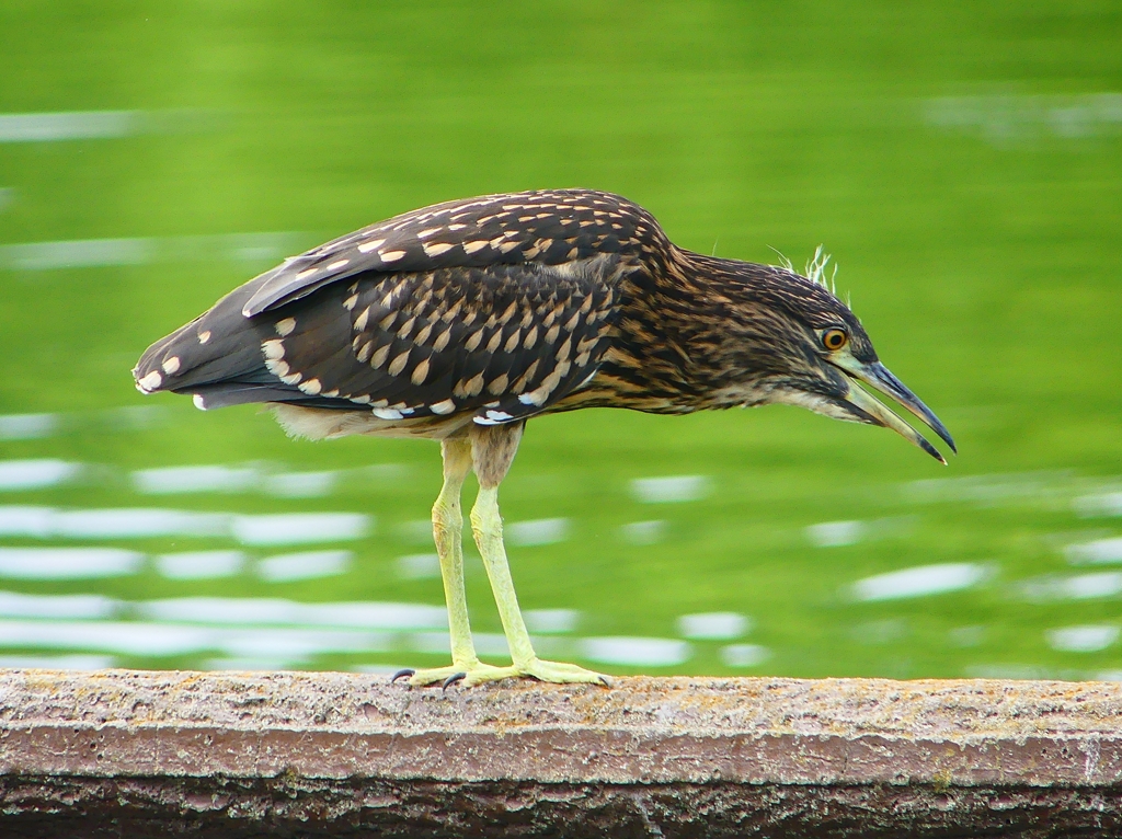 P1120699：ホシゴイ_R