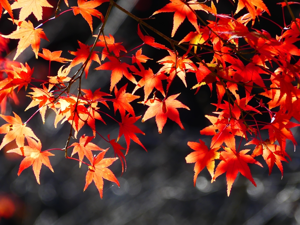 P1030432：南禅寺＜京都の紅葉＞_R