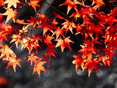 P1030432：南禅寺＜京都の紅葉＞_R