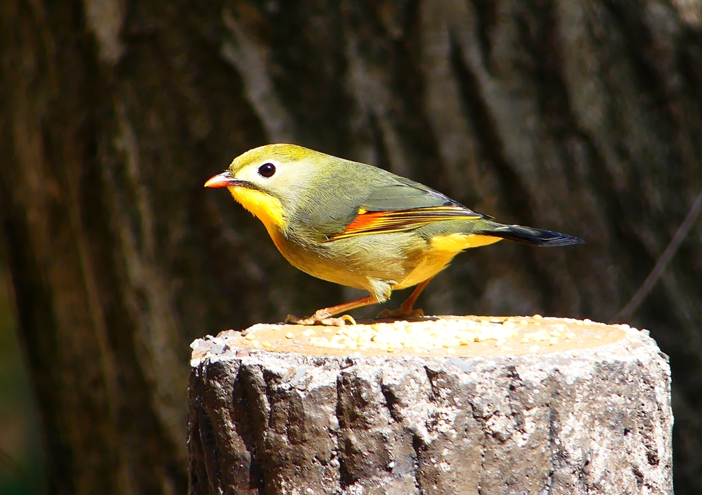 P1860306：ソウシチョウ_R