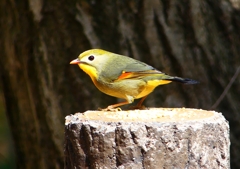 P1860306：ソウシチョウ_R