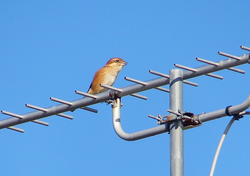 P1250630：モズ（メス）_R