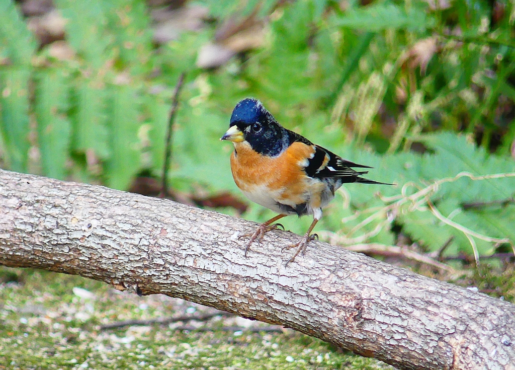 P3890478：アトリ（オス）_R