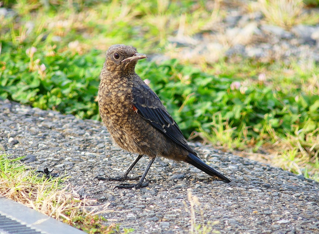 P4160802：イソヒヨドリ（若鳥）_R