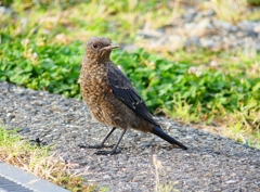 P4160802：イソヒヨドリ（若鳥）_R