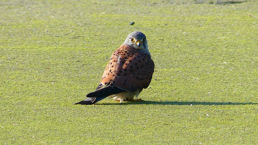 P1980774：チョウゲンボウ-11_R