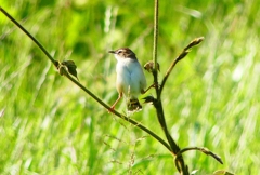 P4970665：セッカ_R