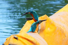 P4480476：カワセミ（オス）_R