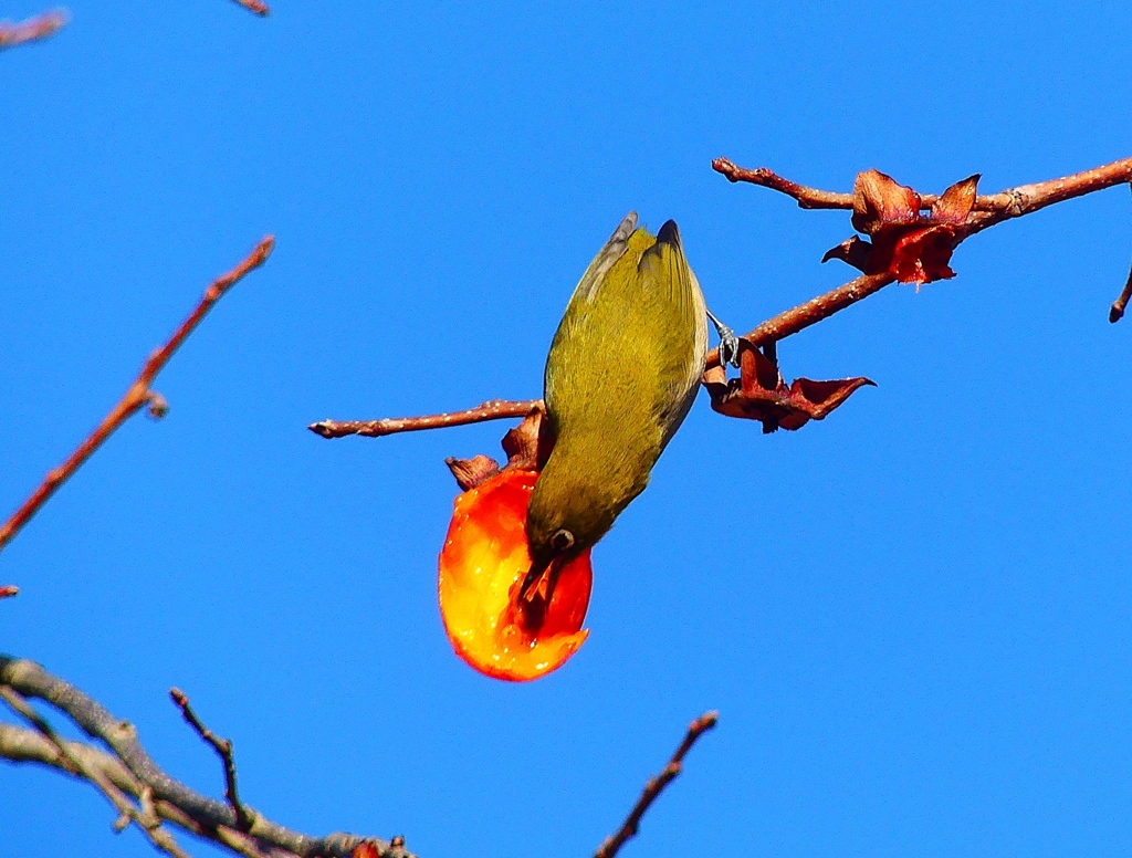 P4650395：メジロ_R