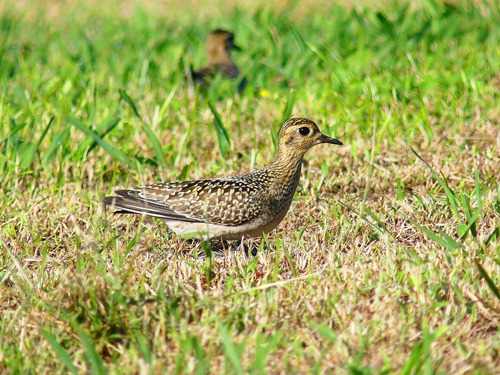 P4410827：ムナグロ_R