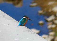 P4780710：カワセミ（オス）_R