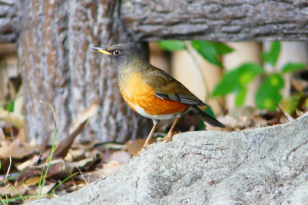 P4720014：オオアカハラ（オス）_R