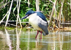 P2010786：ゴイサギ_R