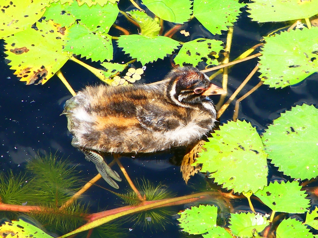 P1130908：カイツブリ_R