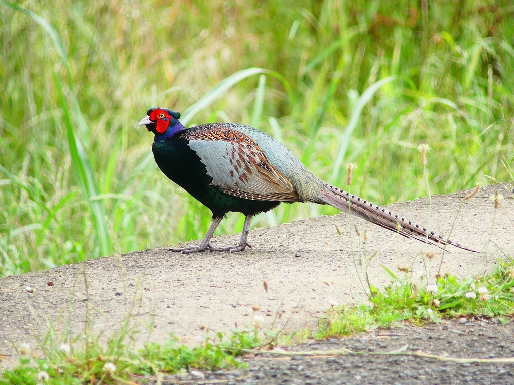 P4140604：キジ（オス）_R