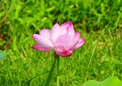 P4210450：ハスの花_R