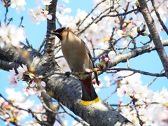 P3980655：桜にキレンジャク_R