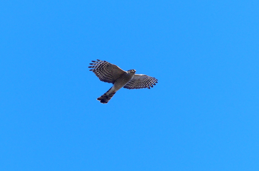 P4730314：ハイタカ_R