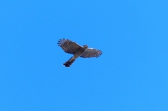 P4730314：ハイタカ_R
