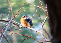 P4640814：カワセミ（メス）_R