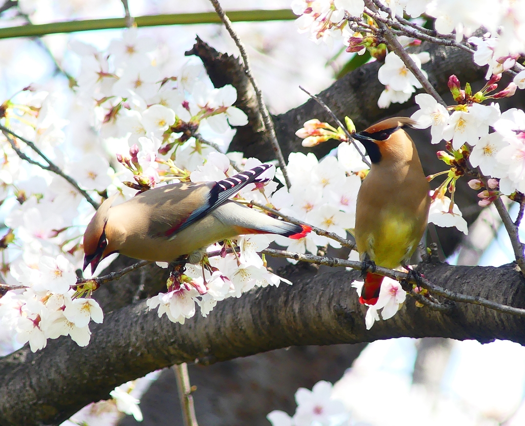 P3990313：桜にヒレンジャク_R