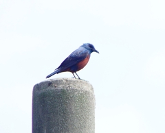 P1020230：イソヒヨドリ（オス）_R