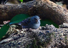 P1750046：クロジ_R