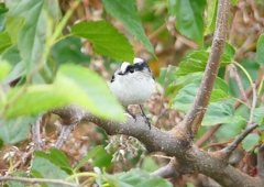 P1260506：エナガ_R