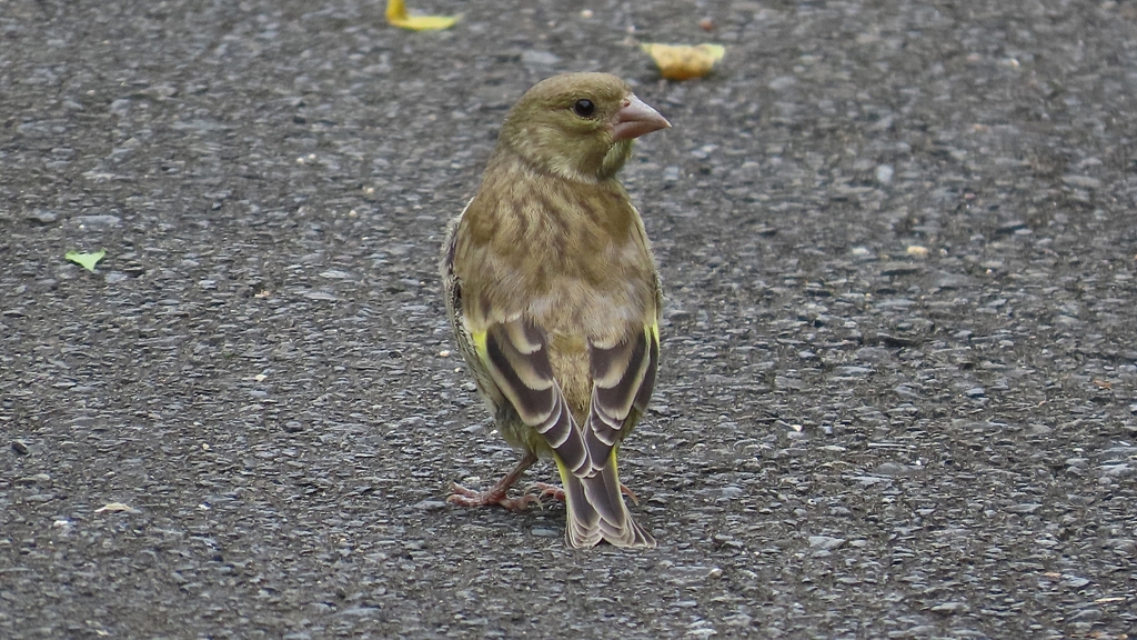 IMG_0324：カワラヒワ（幼鳥）-05_R