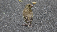 IMG_0324：カワラヒワ（幼鳥）-05_R
