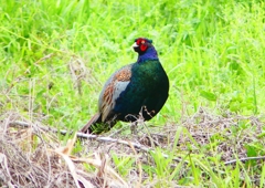 P1970237：キジ（オス）_R