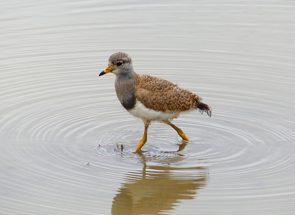 P4990088：ケリ（幼鳥B）_R