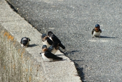 P1000357：ツバメ（幼鳥）_R