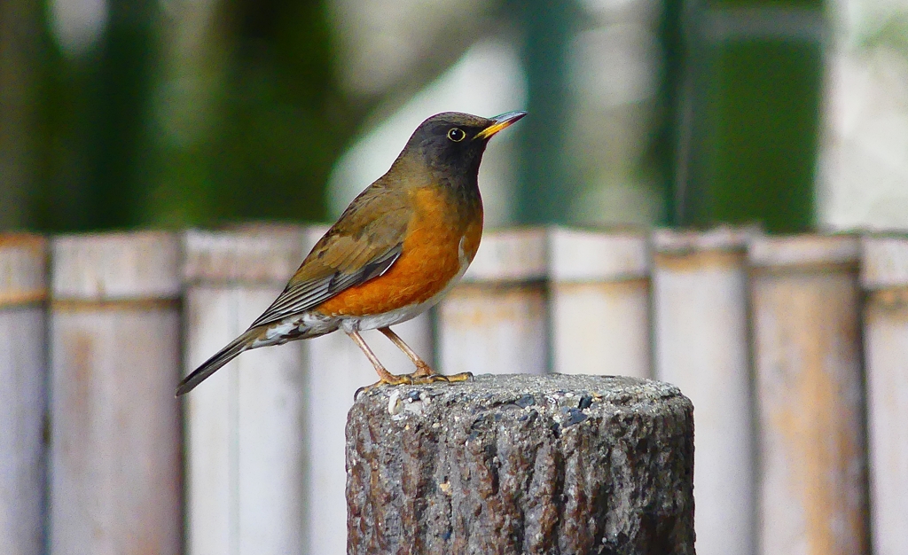 P4720089：オオアカハラ（オス）_R