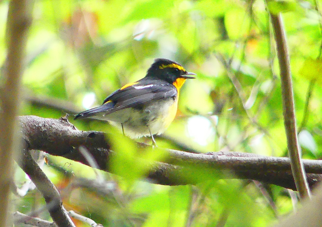 P1970058：キビタキ（オス）_R