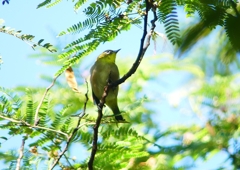 P1210412：メジロ_R